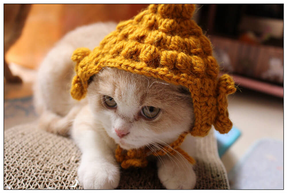 Chapeaux de chat mignon
