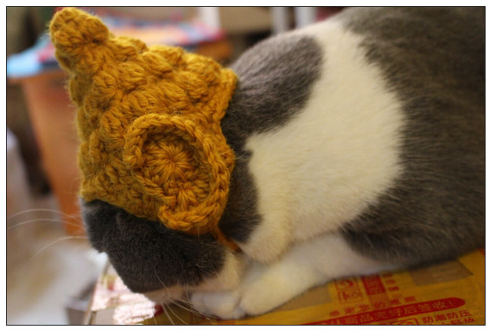 Knitted Warmth for Cats