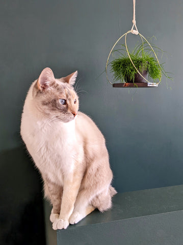 Cat sitting on shelf with a plant hanger hanging behind her.  