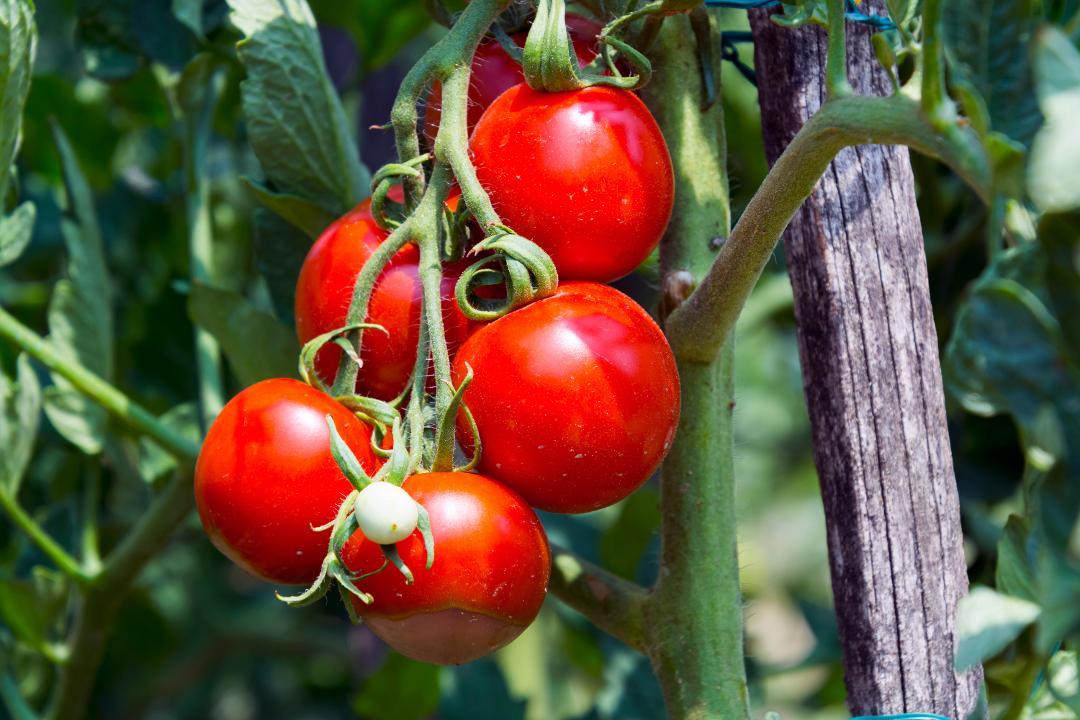 Tomatenpflanze mit reifen Tomaten, Detailaufnahme
