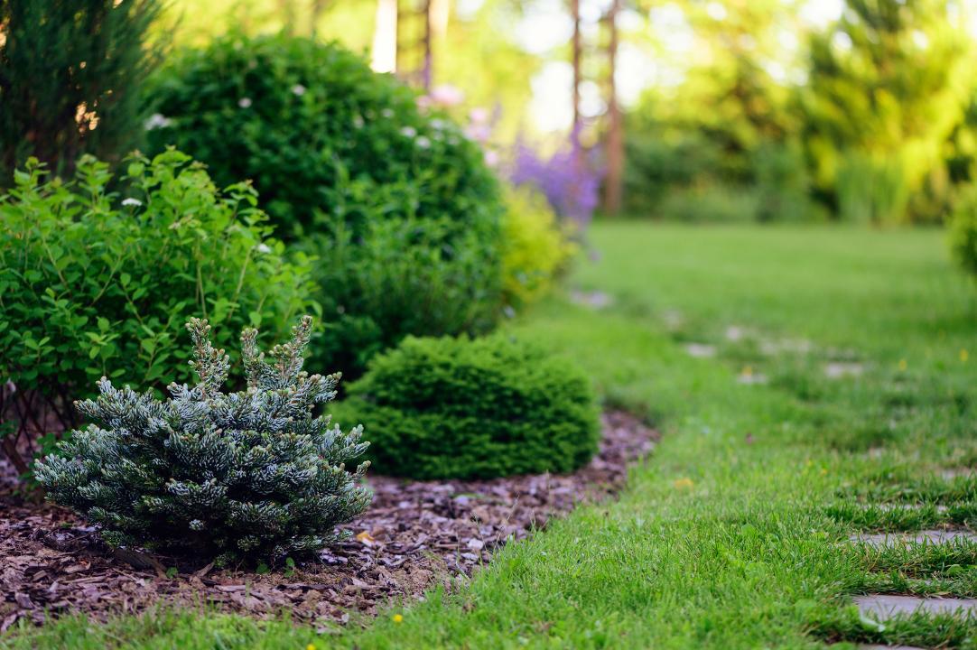 Staudenbeet im Garten mit Rindenmulch