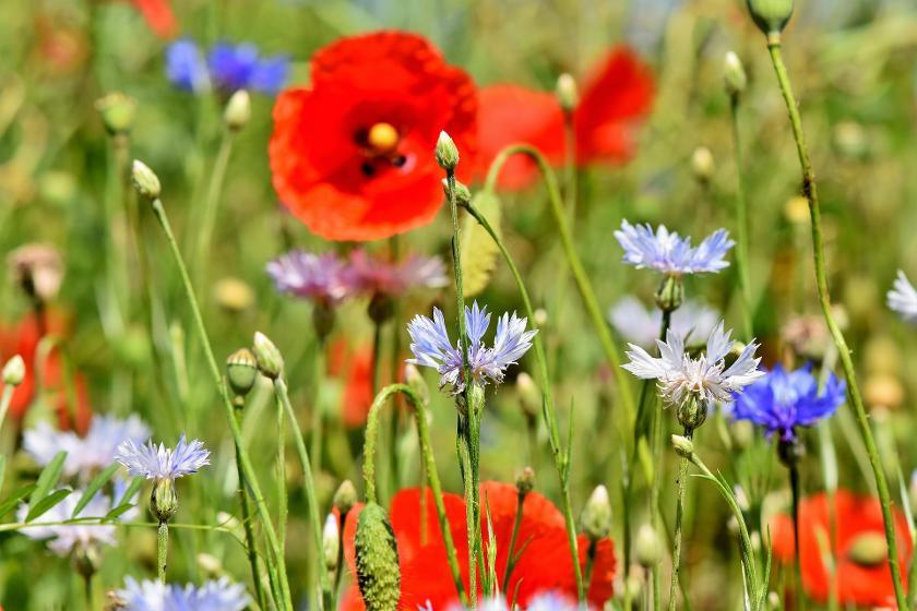 Blumenwiese mit Kornblumen und Mohn