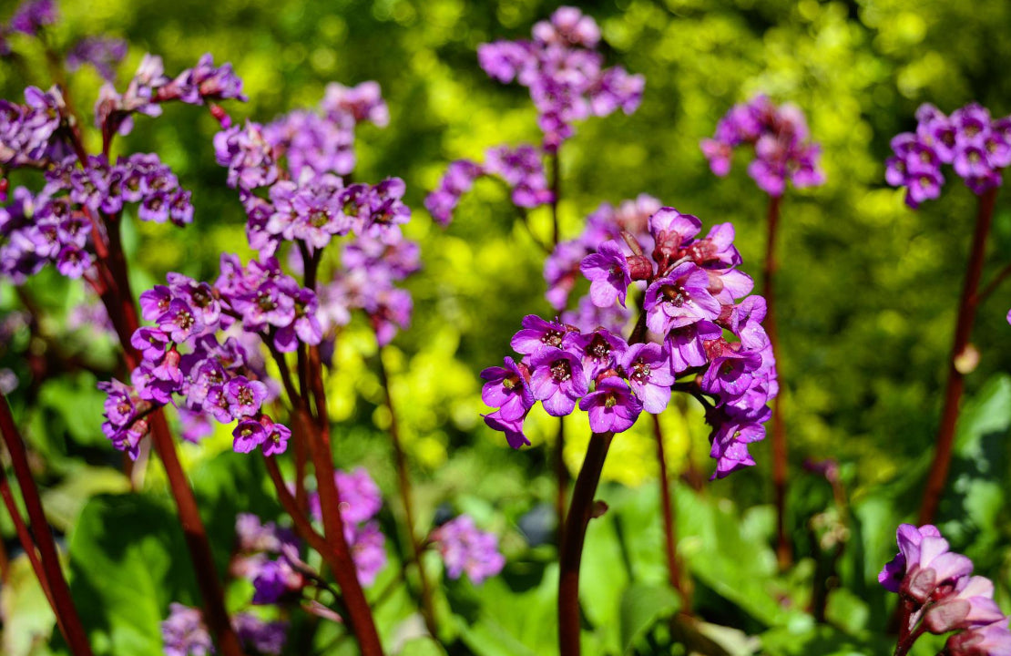 Bergenie, lila Blüte, Detailaufnahme