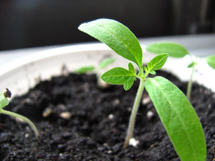 Junge Tomatenpflanze, Detailaufnahme