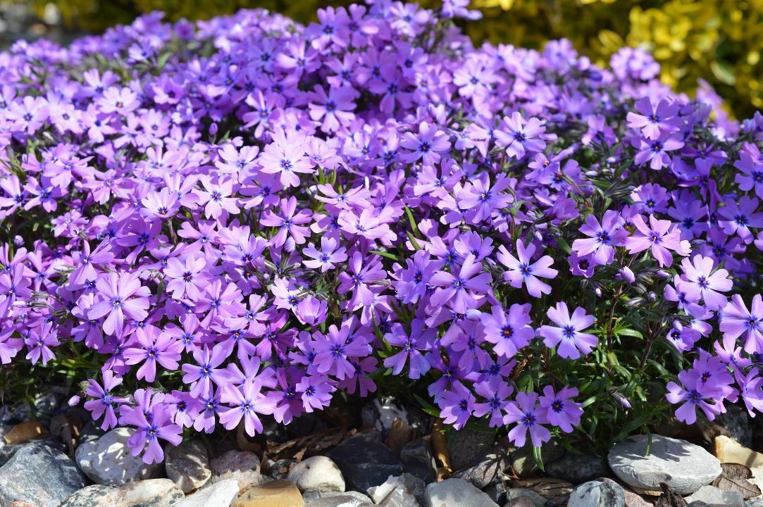 Niedrig wachsender Phlox, lila Blüten als Bodendecker für Staudenbeet