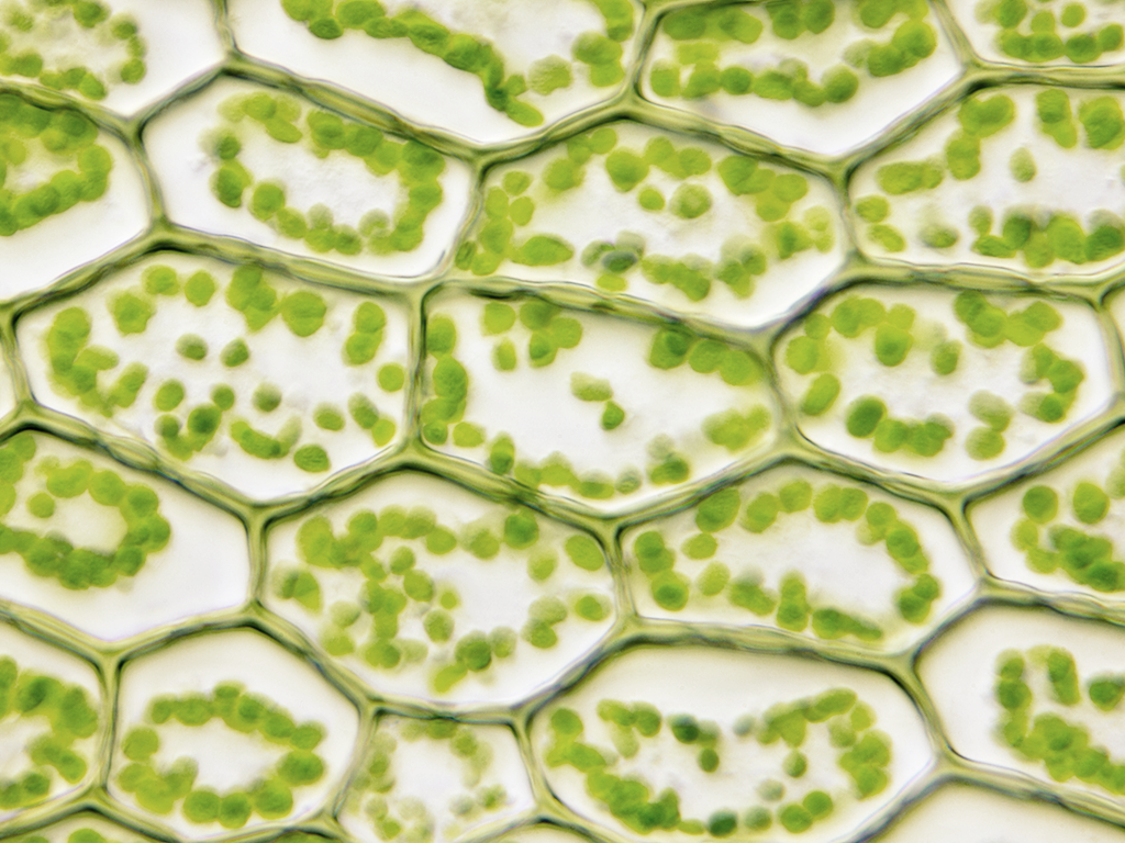 an up close image of cells and their internal structures, with the cells being green and background white