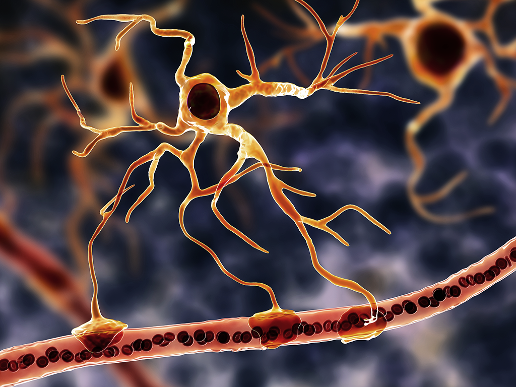 astrocyte cell connects neuronal cells to blood vessels