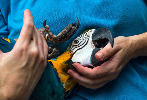 Parrot Biting