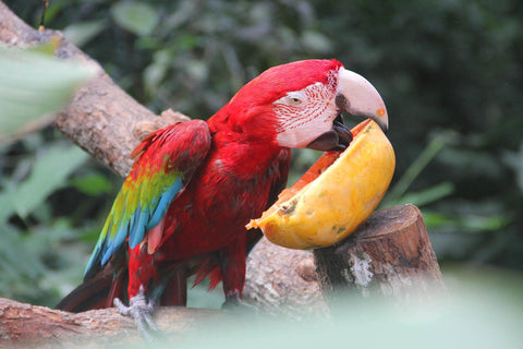 Parrot eat vegetables and fruits