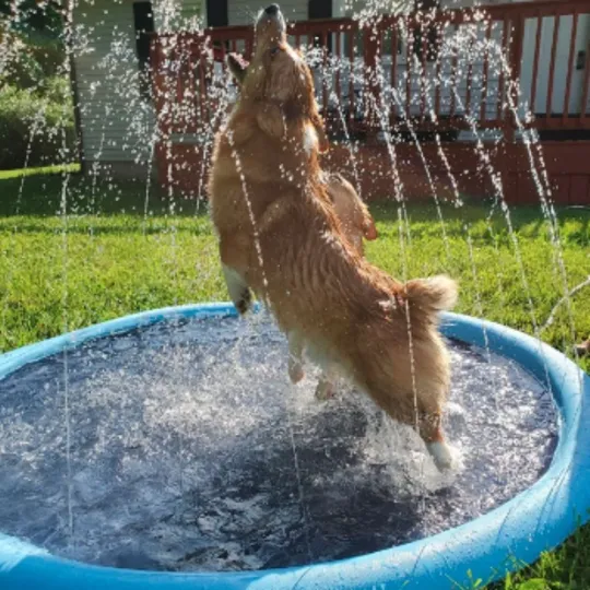 Pet Sprinkler Pad, Water Spray Pad, Inflatable Swimming Pool