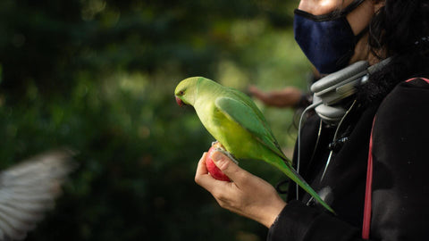 Travel with parrot