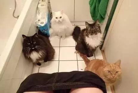 Cats in the toilet