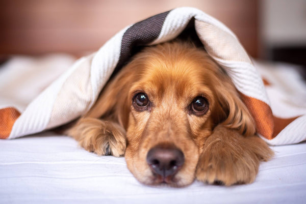 How to ensure your dog's mental health and wellbeing