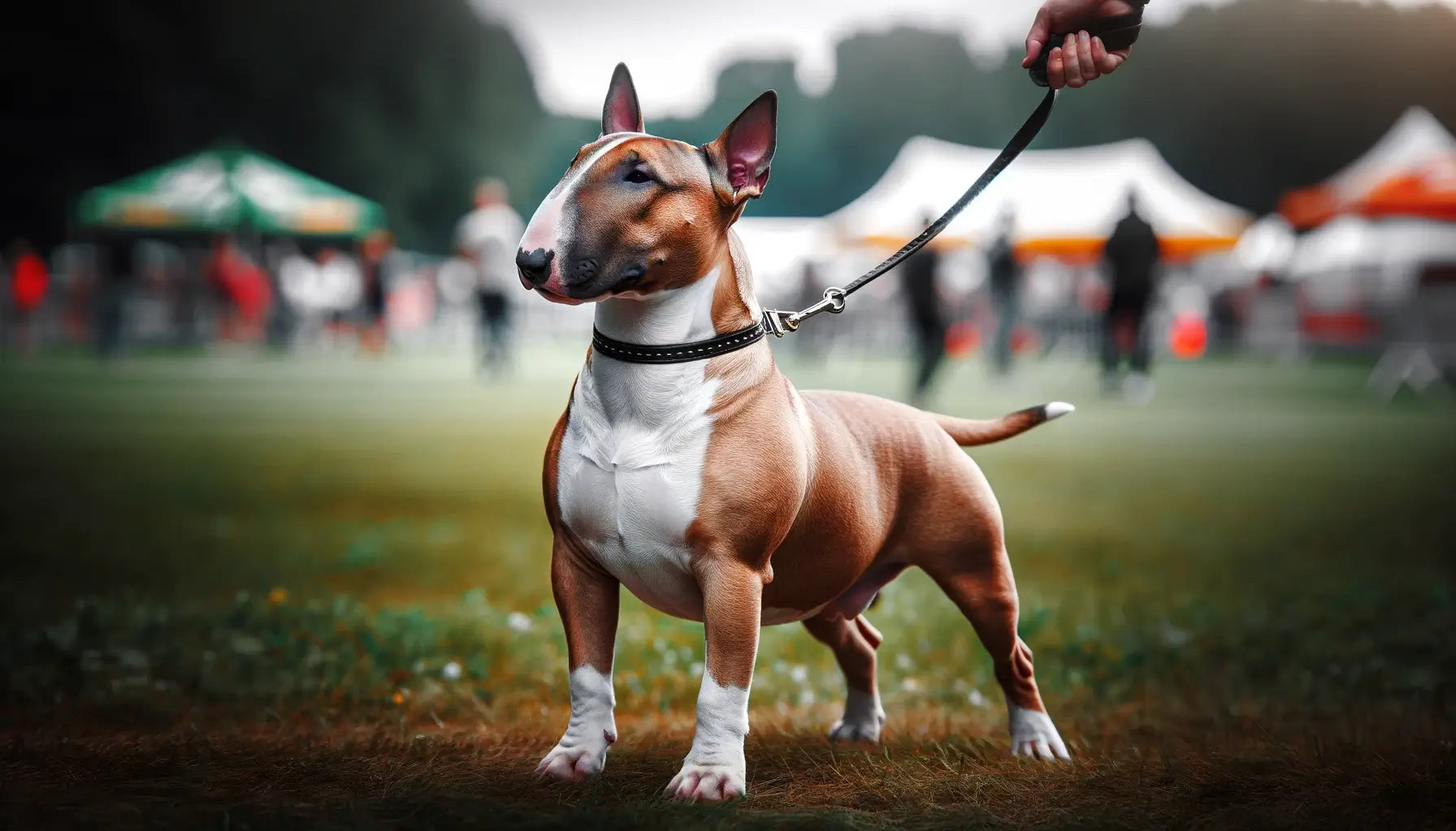 A Bull Terrier on a leash stands on grass, displaying its sturdy body structure in a stance that exemplifies the breed's strength and confidence.