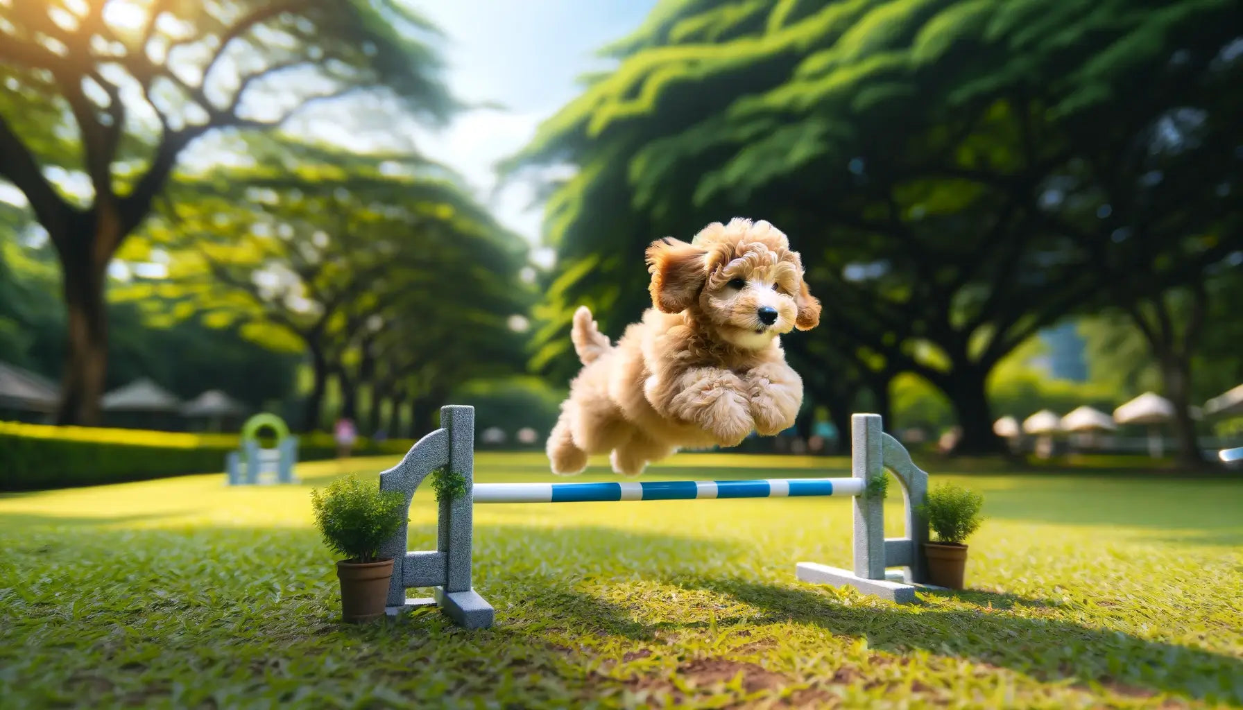 Teacup Goldendoodle leaps gracefully over a small hurdle in a serene park setting.