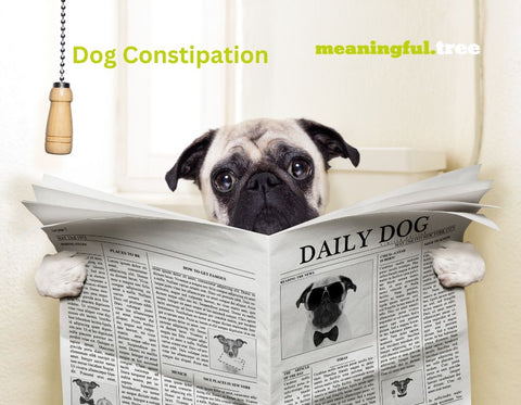 Dog sitting on toilet showing Dog Constipation