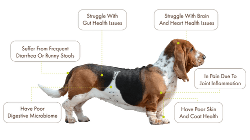Illustration of dog health issues from an unhealthy gut