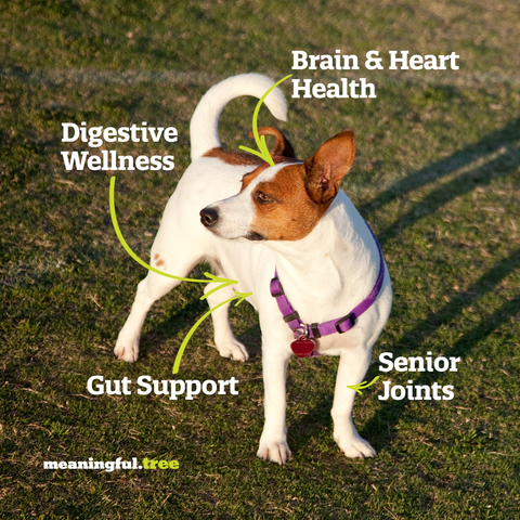 Benefits of prebiotics for dogs