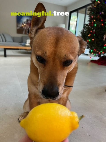 dog with lemon