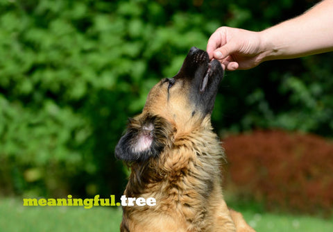 German Shepard being given a treat