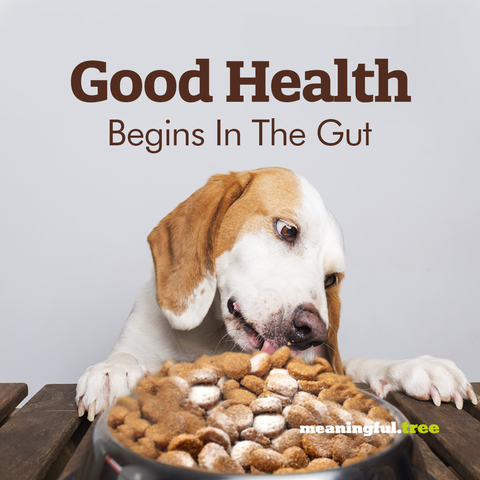 Good Health Begins in the Gut image with dog eating prebiotic on dog food