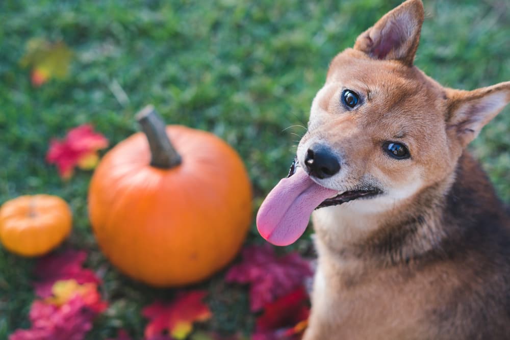 Fiber for dogs: 10 healthy sources