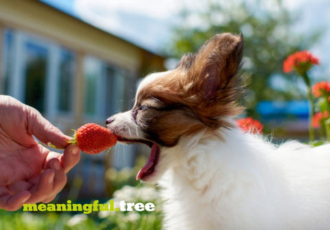 Small dog with a strawberry