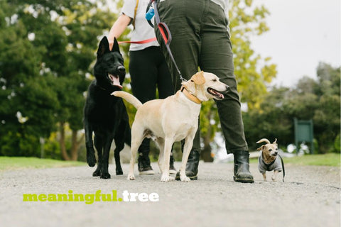 3 dogs with their owners to demonstrate the cost of dog health insurance