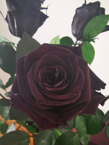 Black Eternal Real Roses