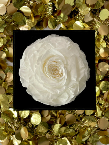 White Eternal Rose Aluna Gifts