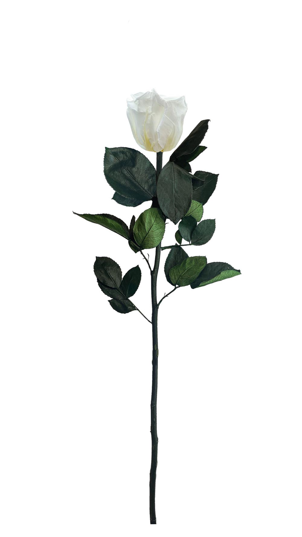 DAYDREAM – Rose éternelle avec tige – Aluna Bouquets