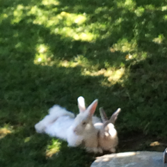 Max and Ruby, white angora rabbits