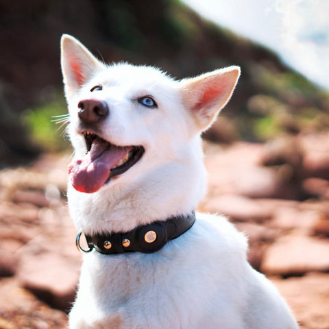 chien blanc avec collier airtag noir