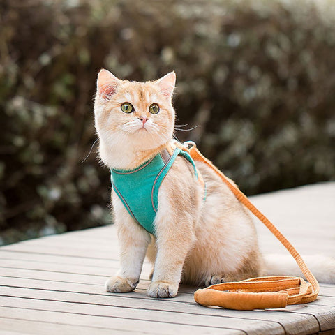 harnais chat vert avec laisse orange