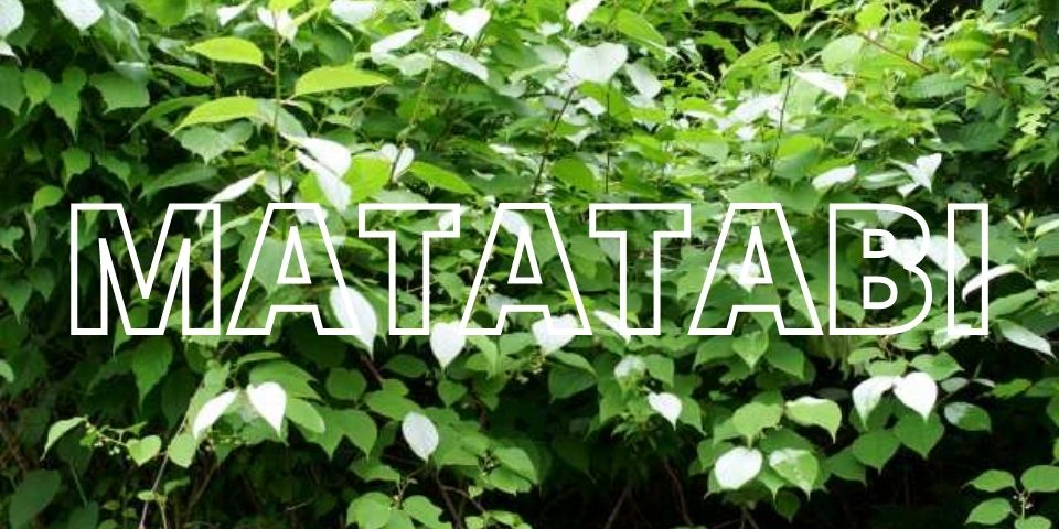 Catnip Truth: Matatabi, Valerian | HisoPet™