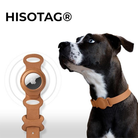 Collier Premium AirTag™ pour Chien