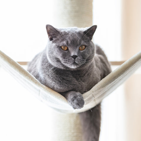 gros chat gris suspendu sur arbre a chat