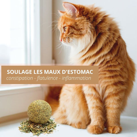 Herbe à chat ou cataire pour stimuler votre chat