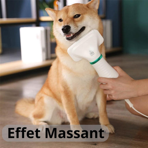 brosse chien massage