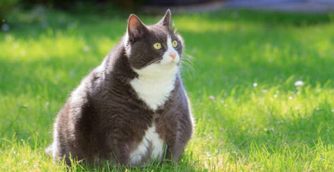 chat obèse immobile dans le jardin