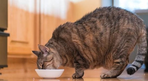 chat obese mange dans sa gamelle