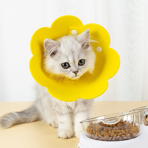 collerette chaton fleur jaune