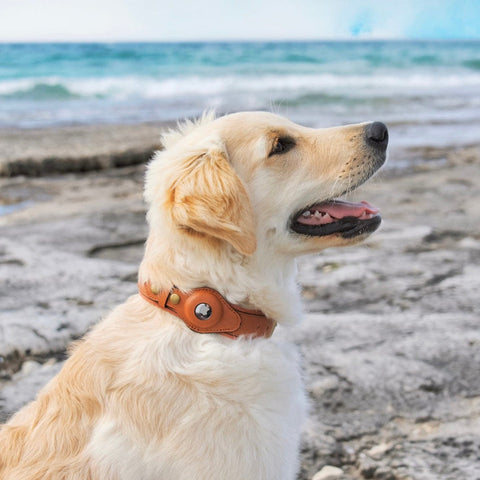 grand chien avec collier airtag marron