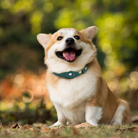 petit chien avec collier airtag vert