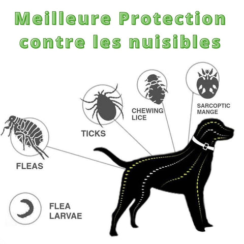 collier antiparasites chien chat