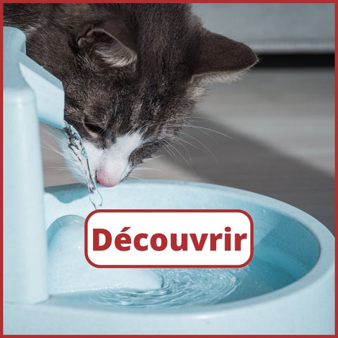 fontaine eau chat domestique