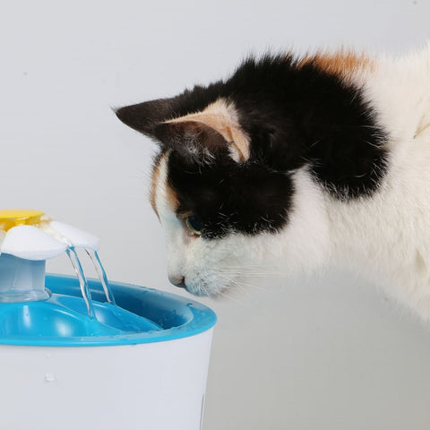 chat boit eau fontaine electrique