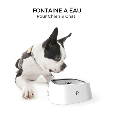 fontaine eau chat et chien