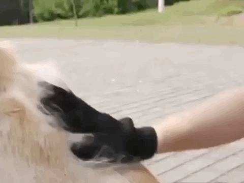 video brosse gant poils chien