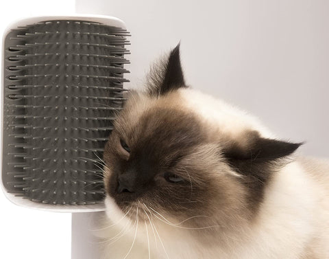 chat se gratte sur brosse murale